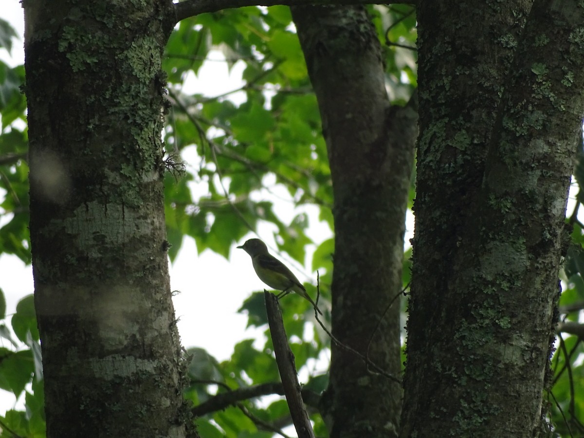 White-eyed Vireo - ML162922201