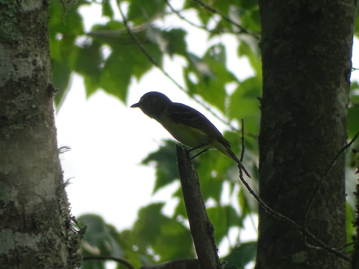 White-eyed Vireo - ML162922211