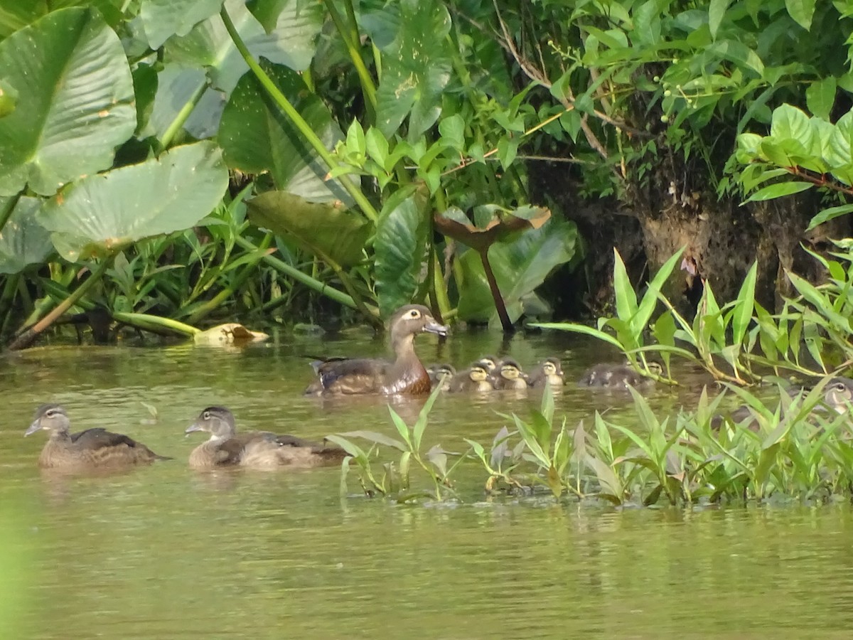 Wood Duck - ML162922241