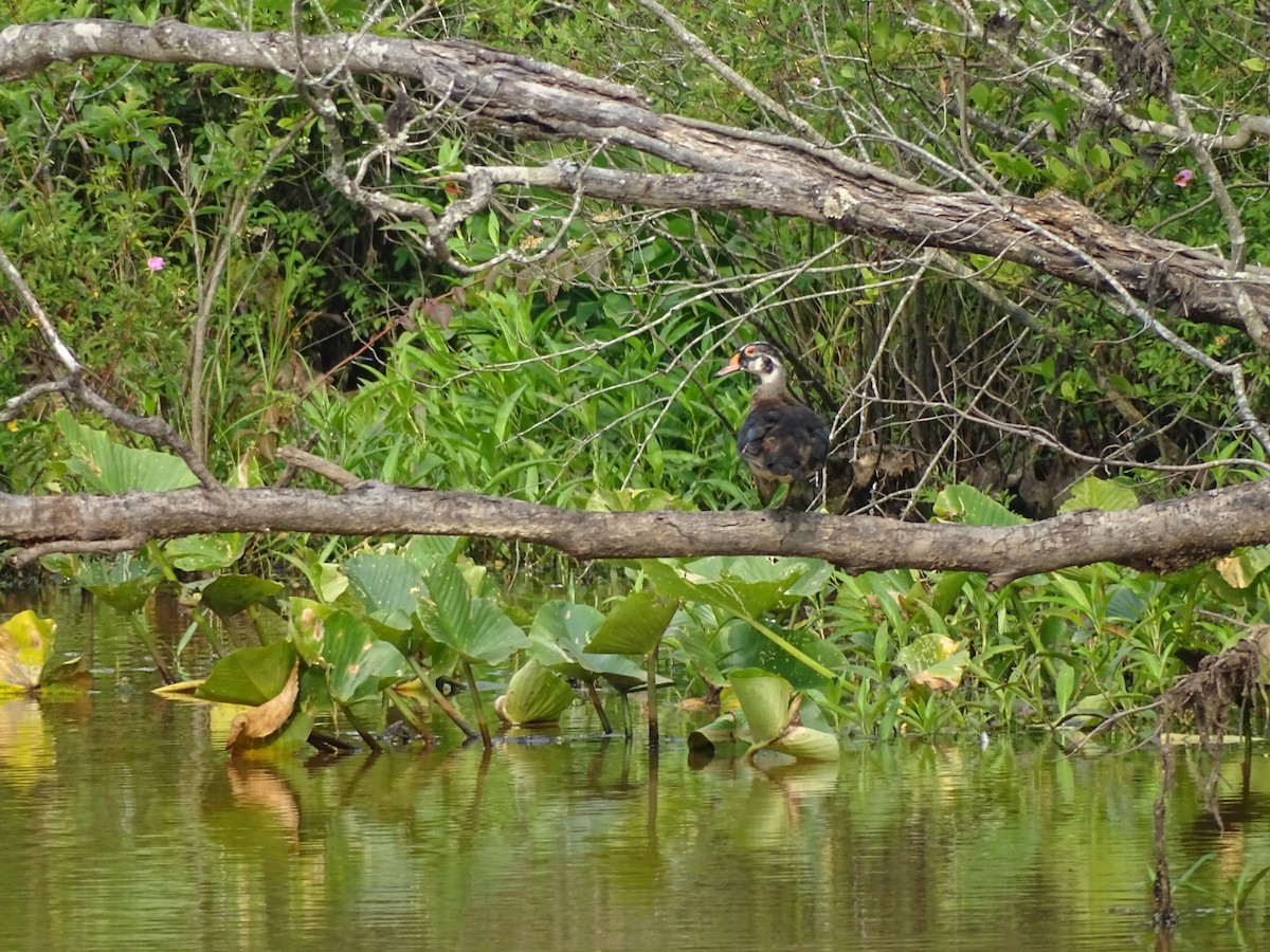 Wood Duck - ML162922251