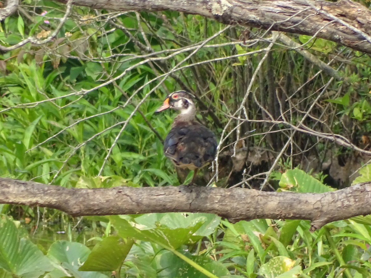 kachnička karolínská - ML162922271