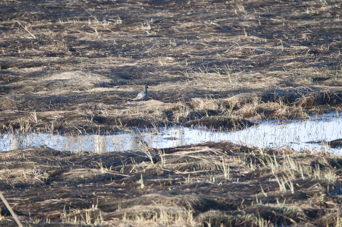 Spotted Redshank - ML162922351