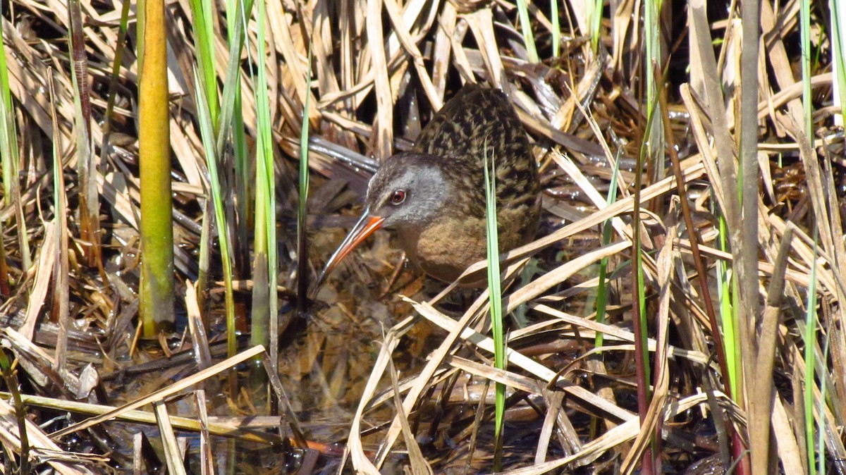 Virginia Rail - Daniel Demers 🦉