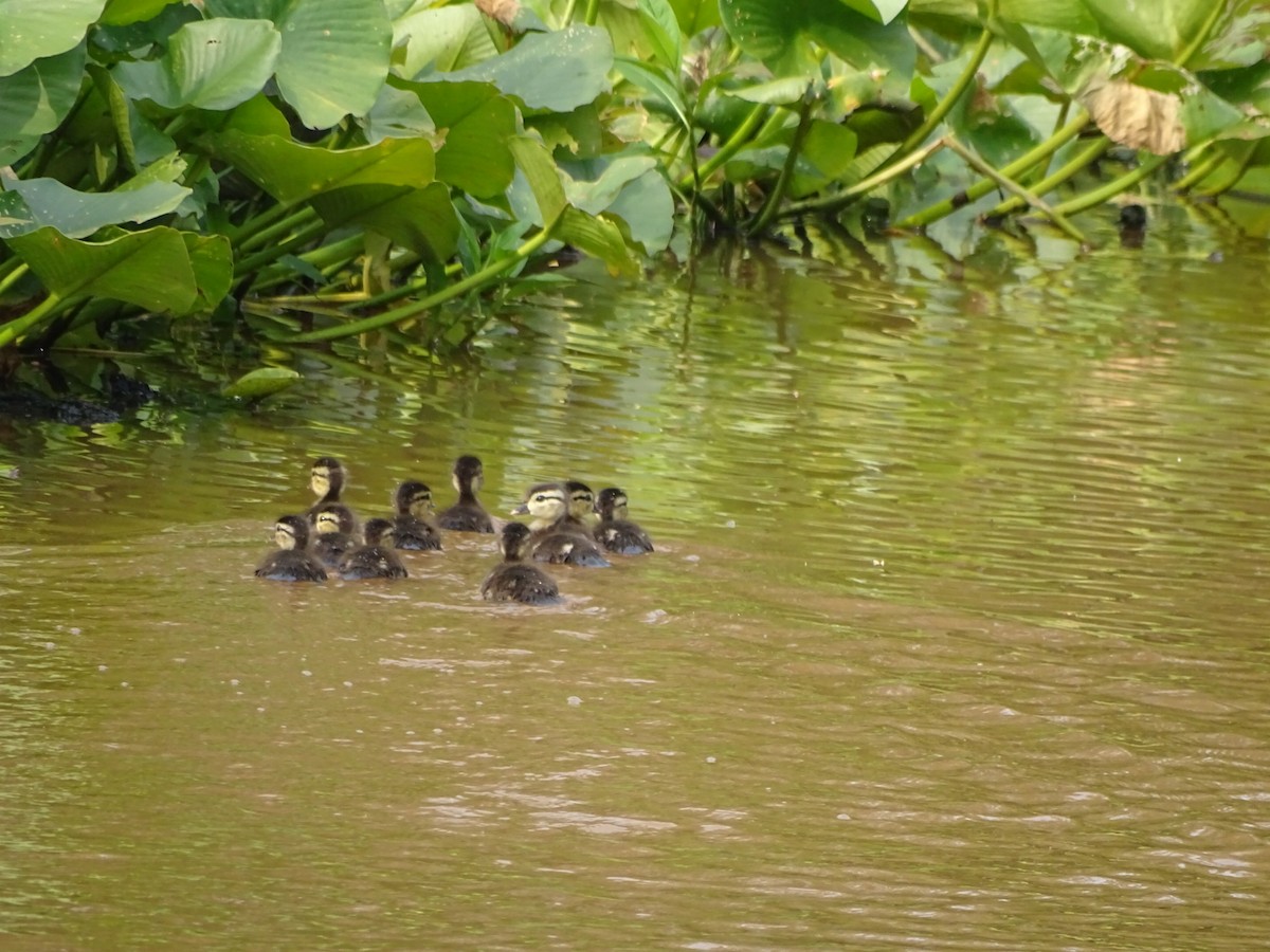 Wood Duck - ML162922691