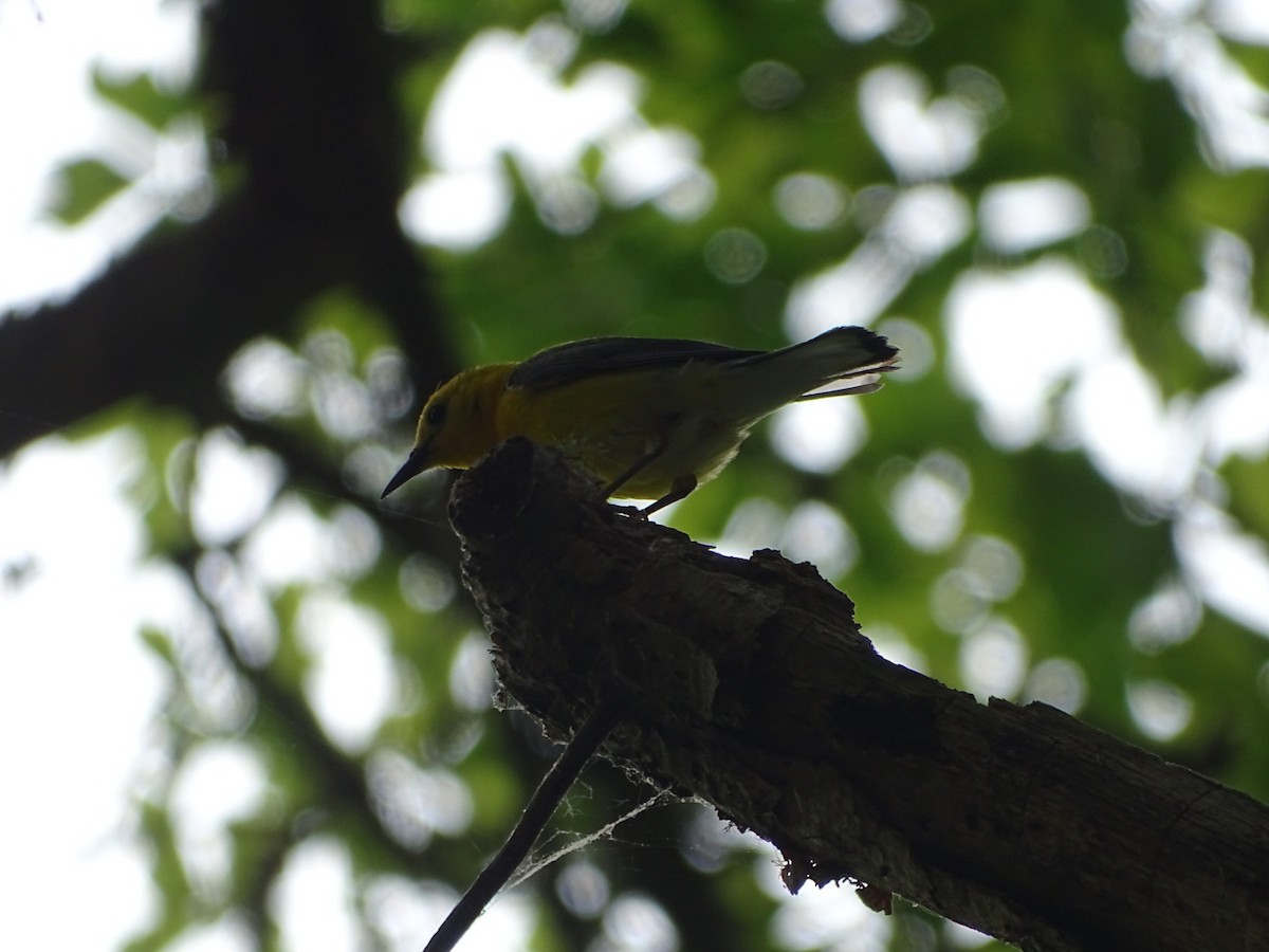 Prothonotary Warbler - ML162922711