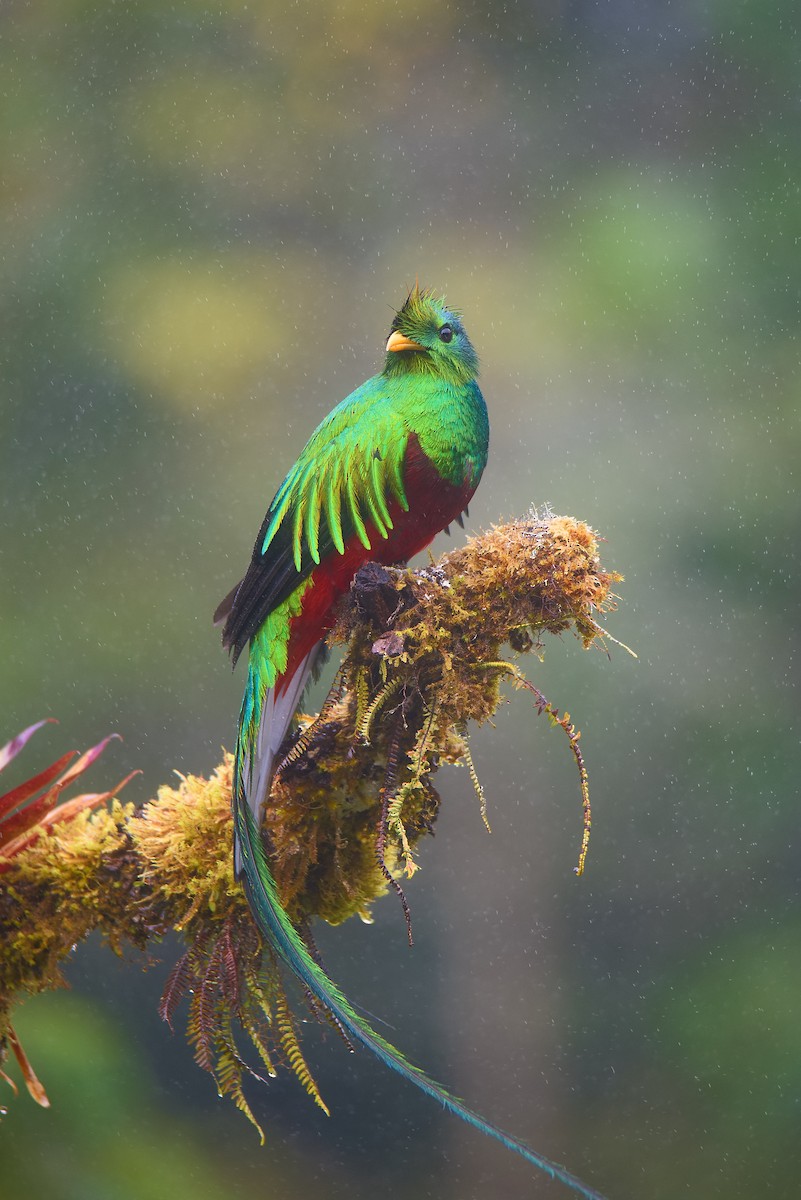 Resplendent Quetzal - Christopher Becerra