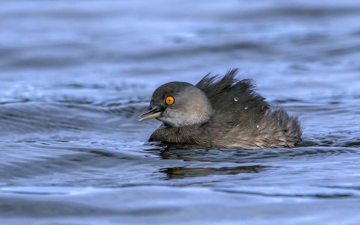 Least Grebe - Fernando Farias