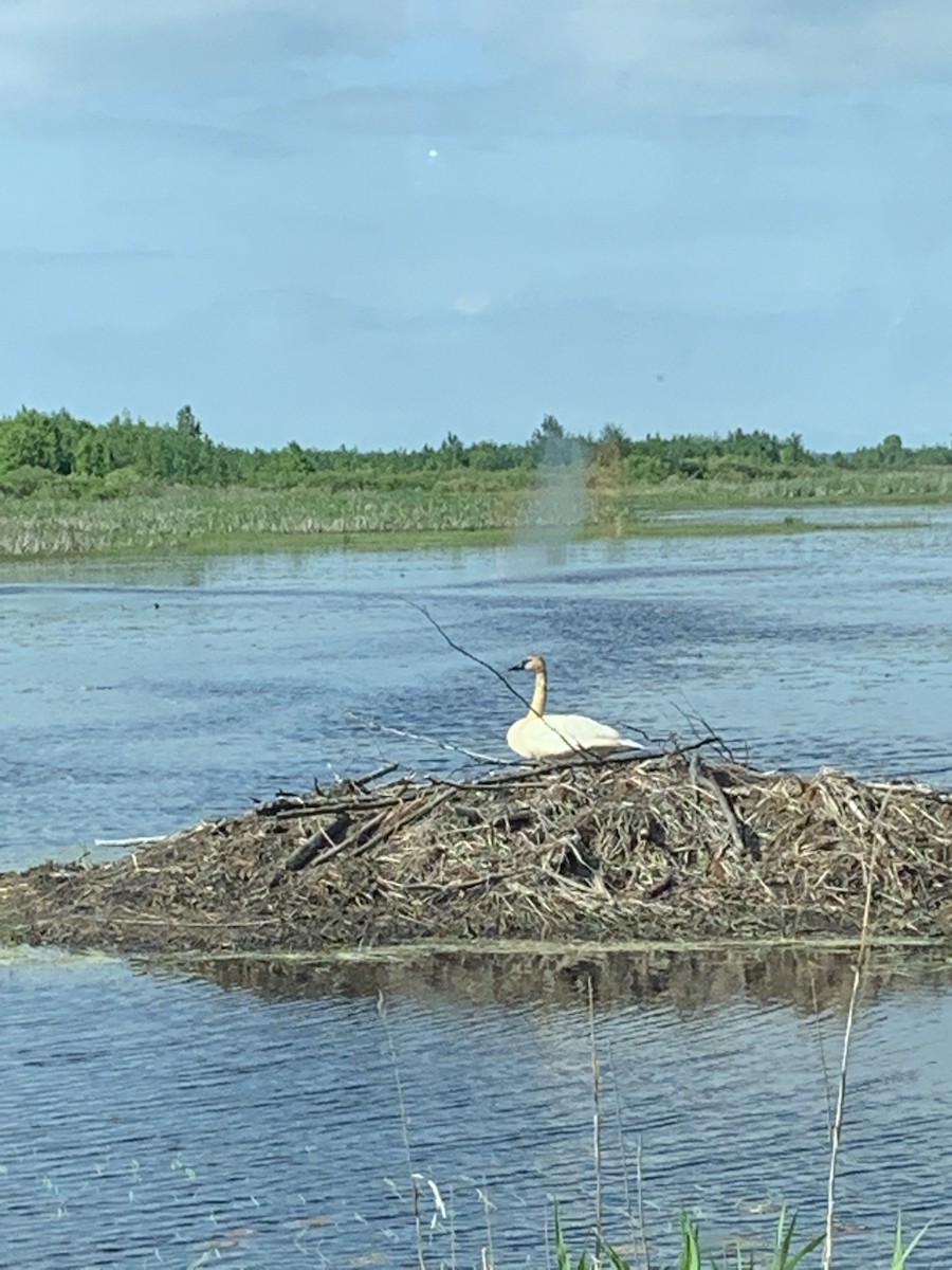 Cisne Trompetero - ML162926301