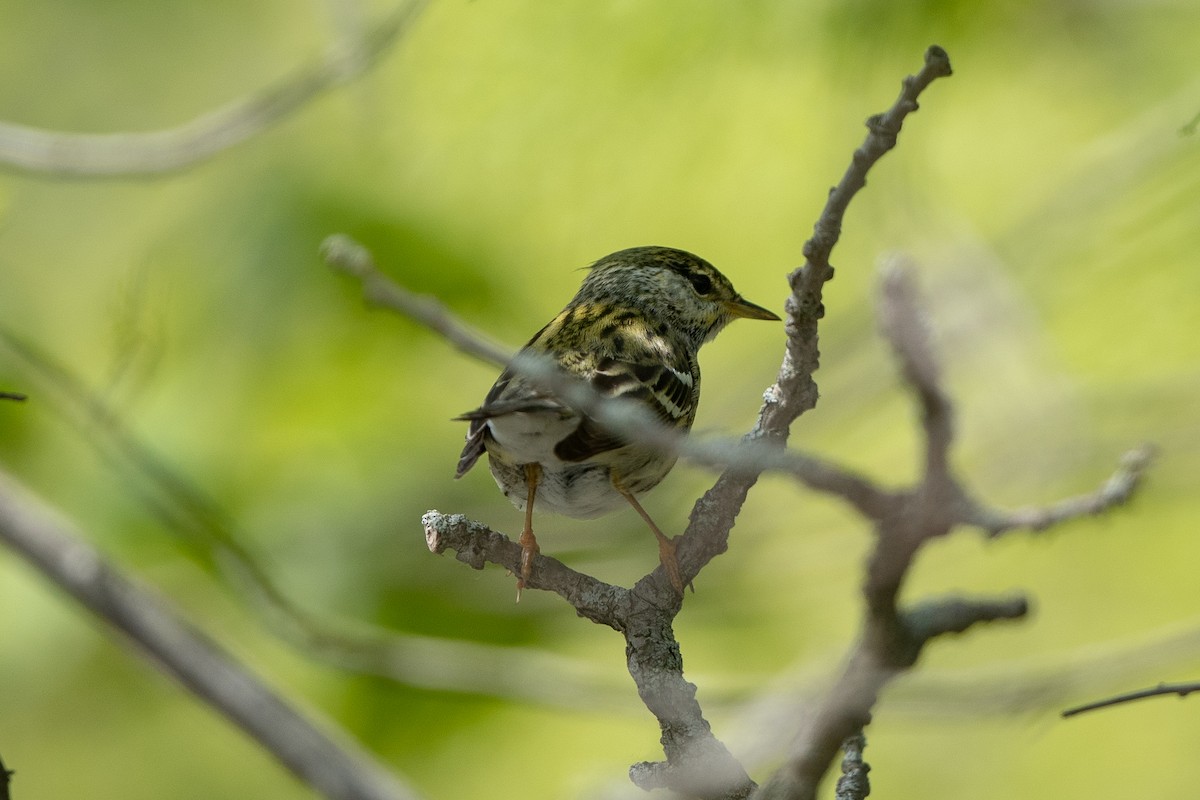 Blackpoll Warbler - Alain Denhez