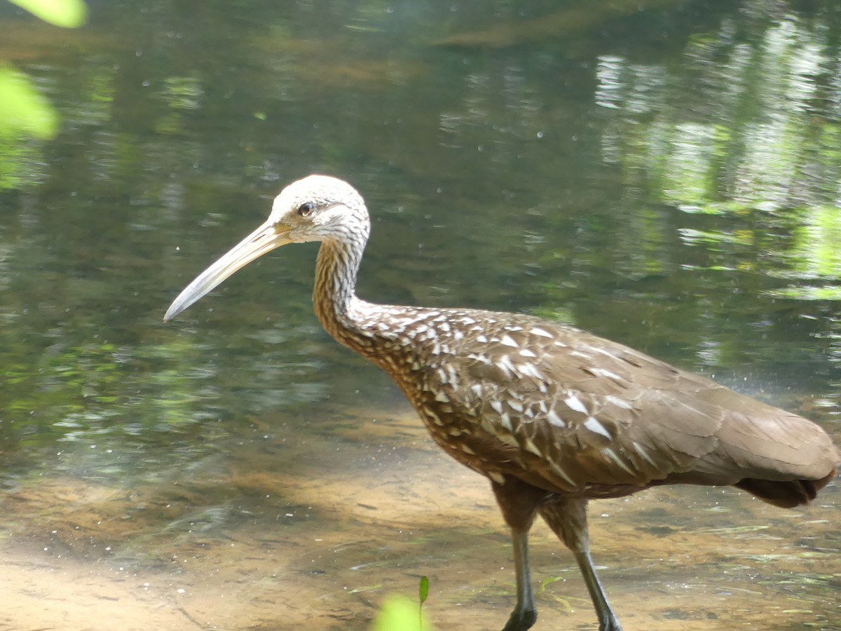 Limpkin - Shelley Rutkin