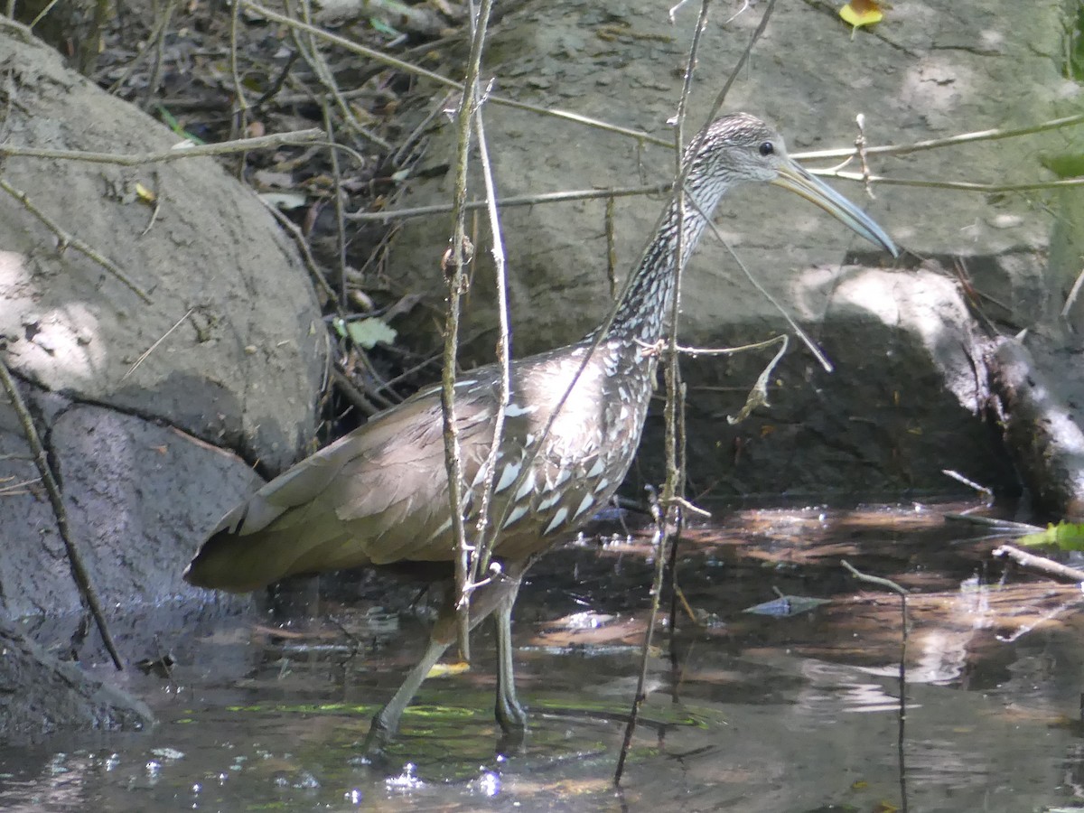 Limpkin - Shelley Rutkin