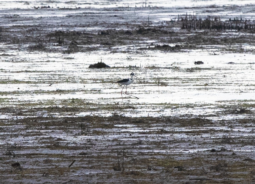 Black-necked Stilt - ML162931311