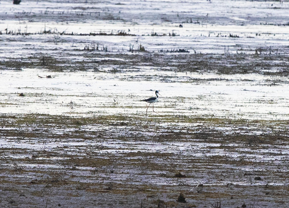 Black-necked Stilt - Deborah Dohne