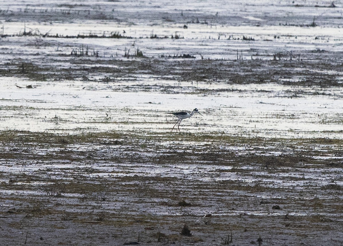 Black-necked Stilt - ML162931391