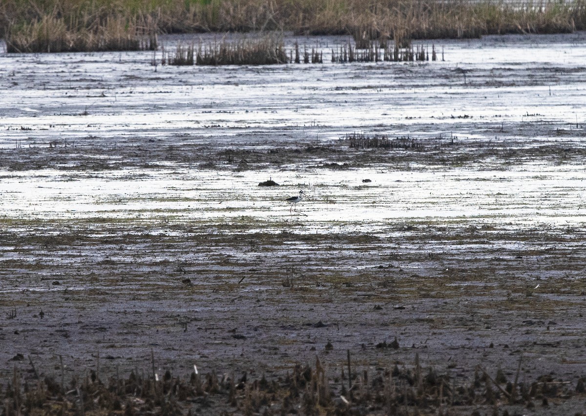 Black-necked Stilt - ML162931401