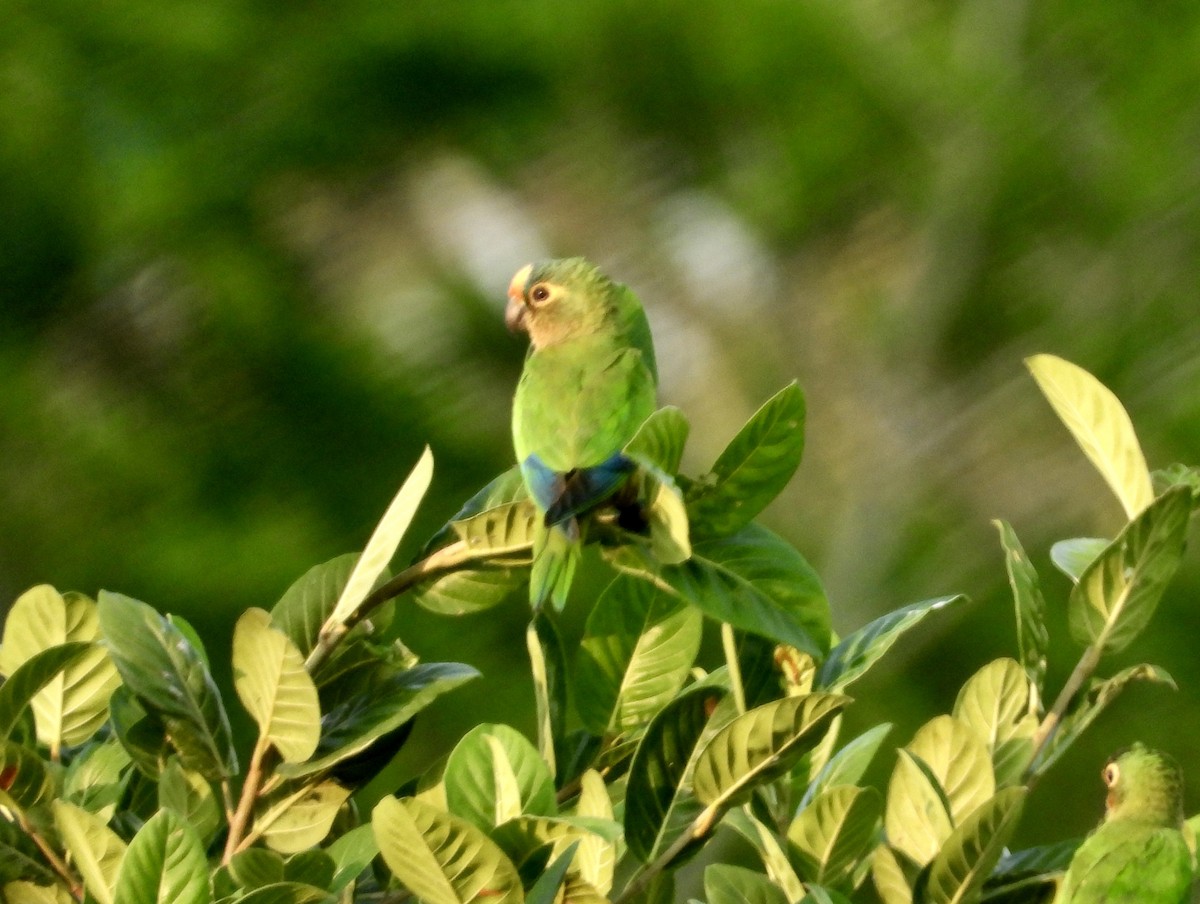 Aratinga Frentidorada - ML162933411