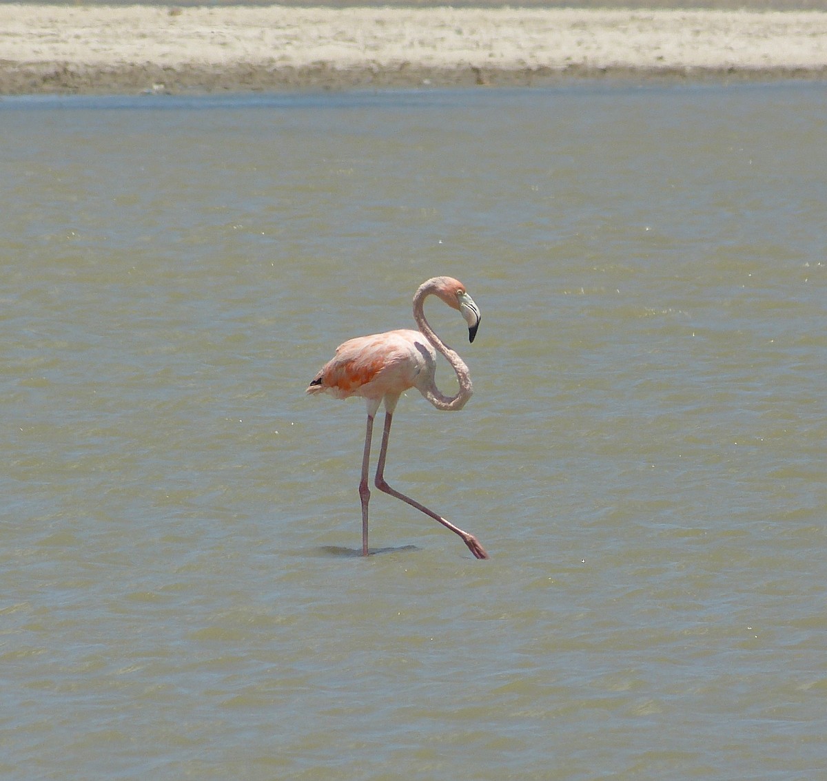 American Flamingo - ML162933721