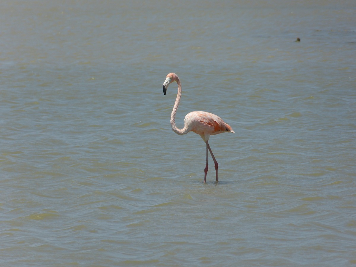 American Flamingo - ML162933731