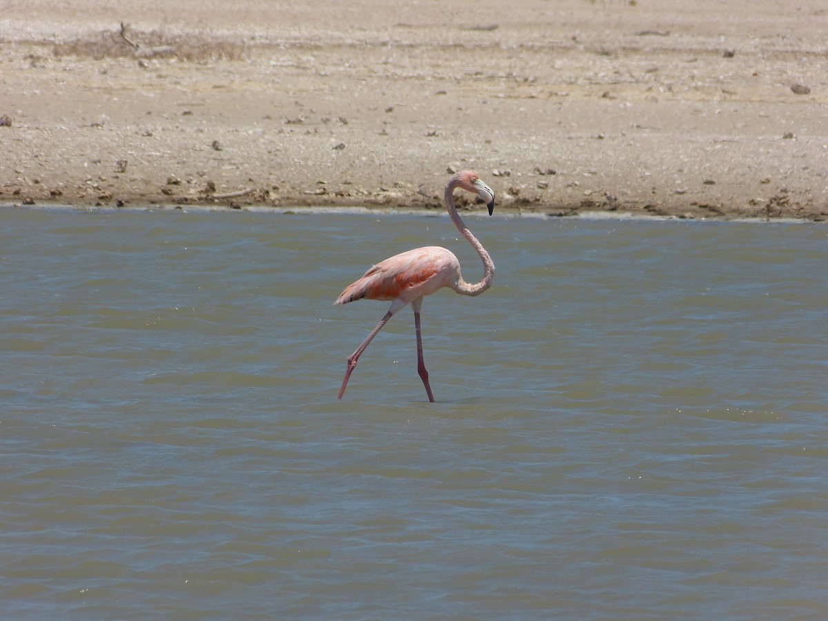 American Flamingo - ML162933751