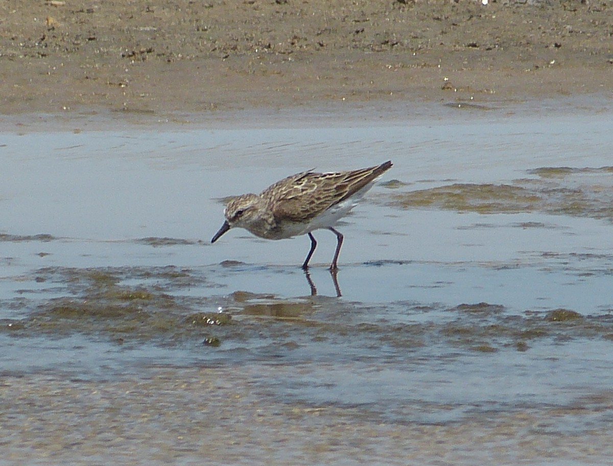 Semipalmated Sandpiper - ML162933801