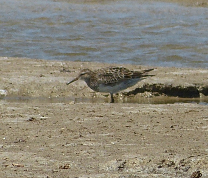 Graubrust-Strandläufer - ML162933851