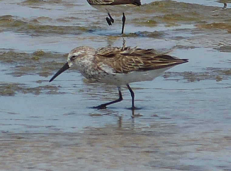 Western Sandpiper - ML162933891