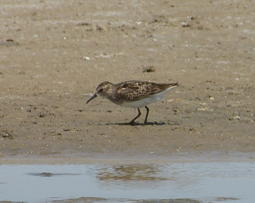 Least Sandpiper - ML162933901