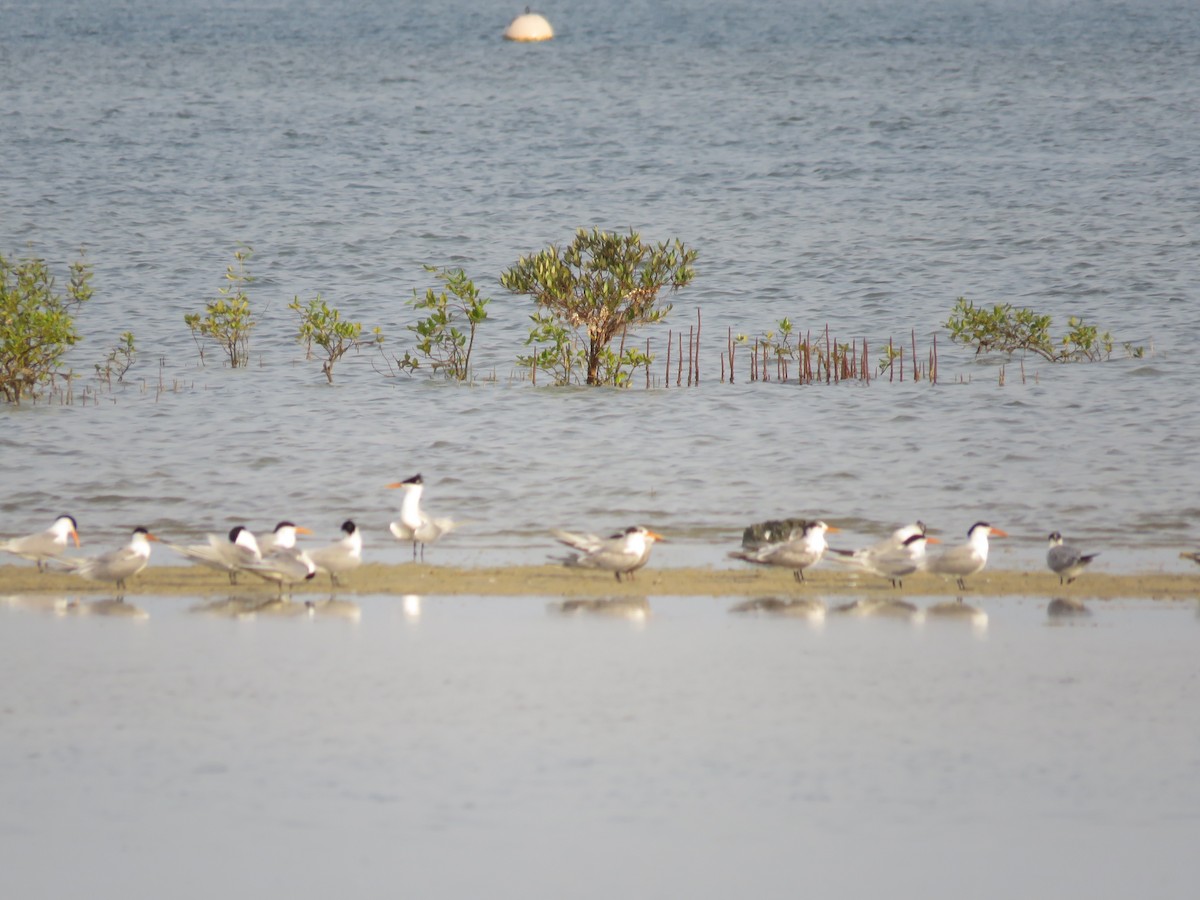 Lesser Crested Tern - Brian James