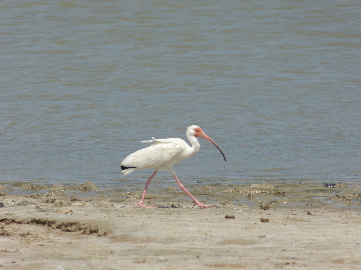 White Ibis - ML162934371