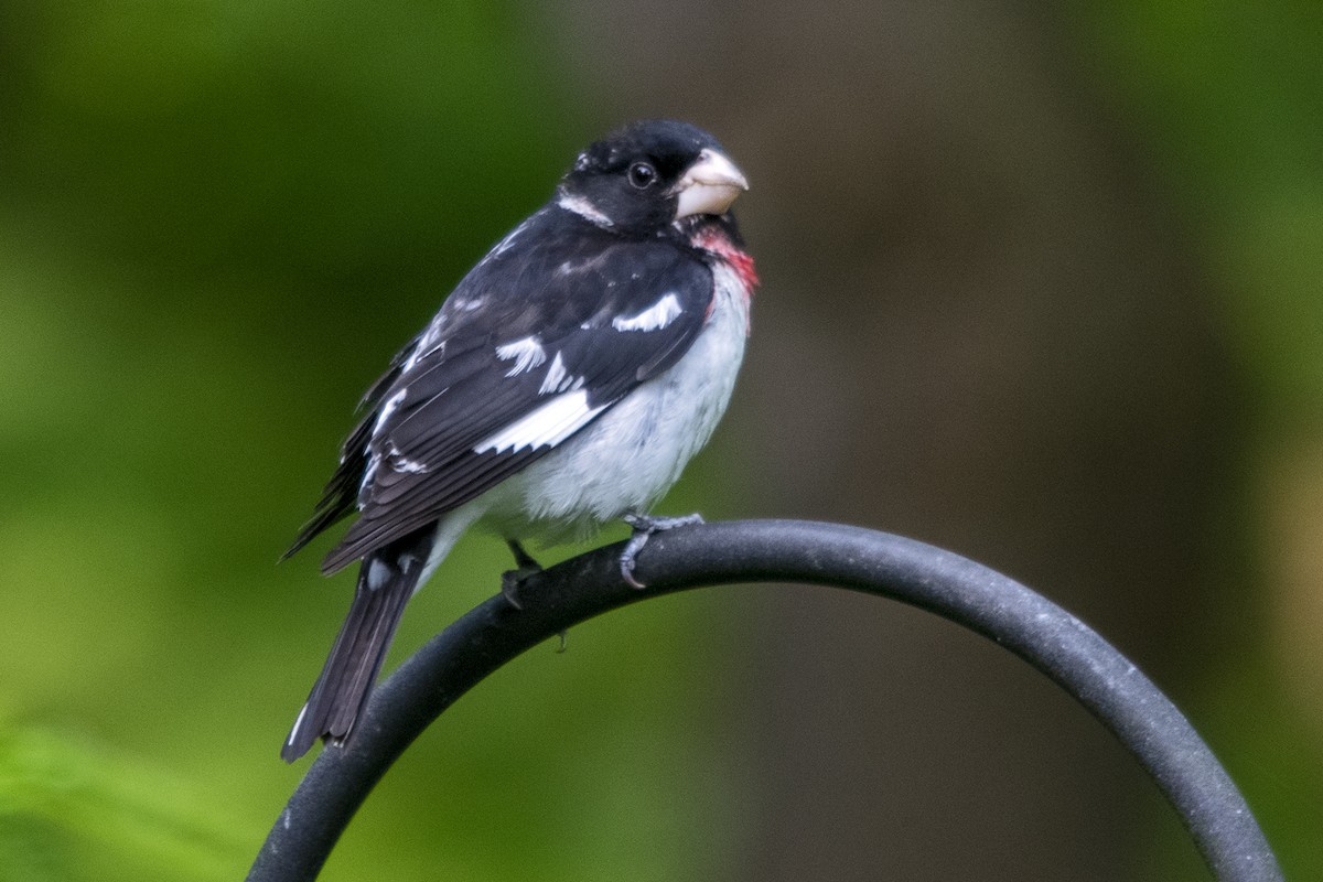 Rose-breasted Grosbeak - Bonita Portzline