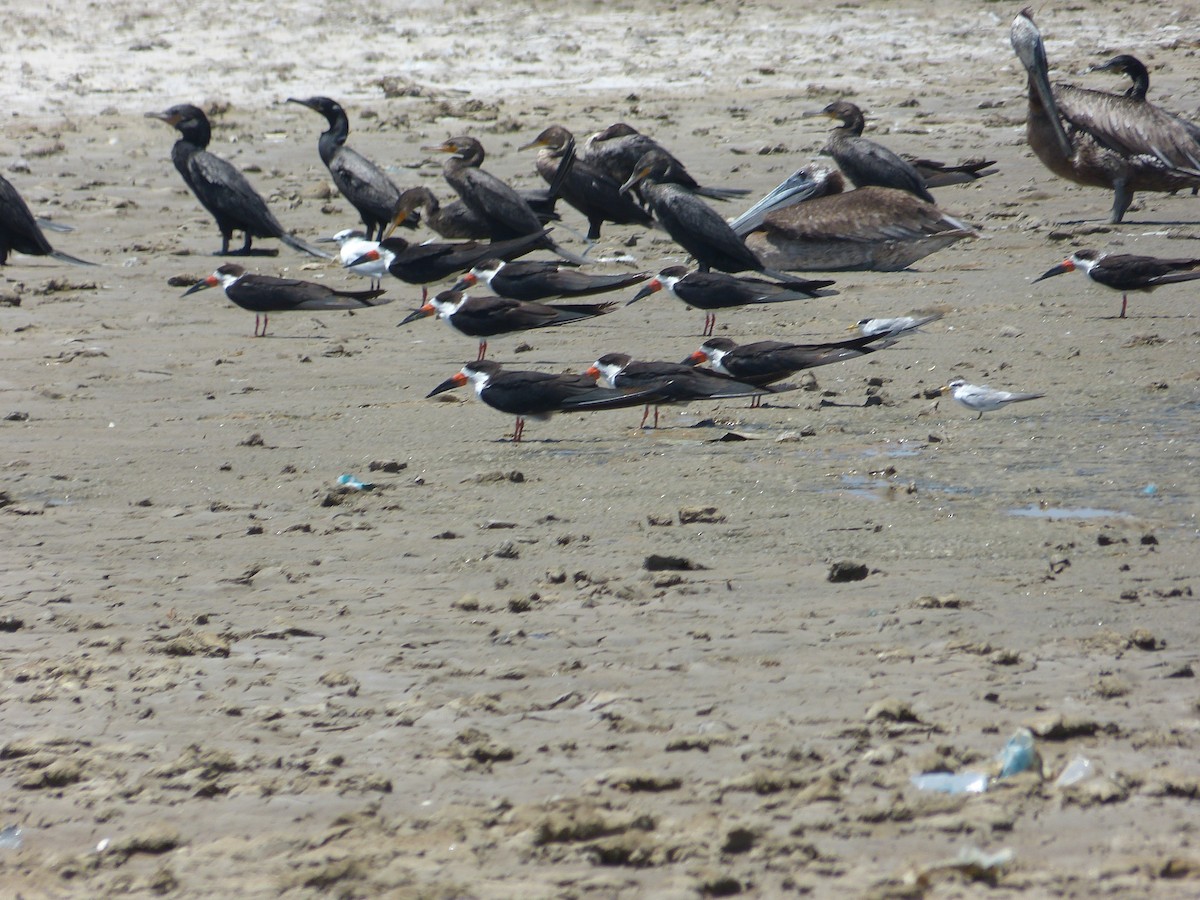 Black Skimmer - ML162935091