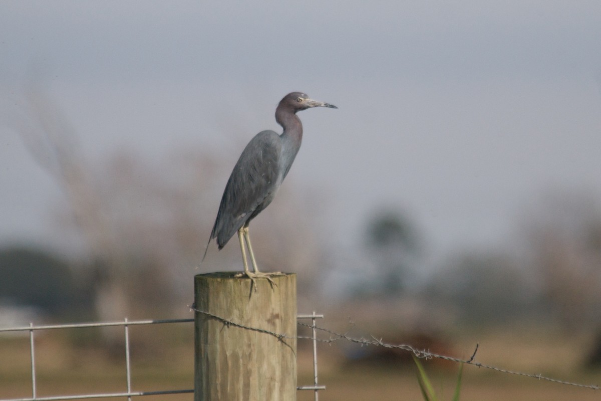 Little Blue Heron - John C. Mittermeier