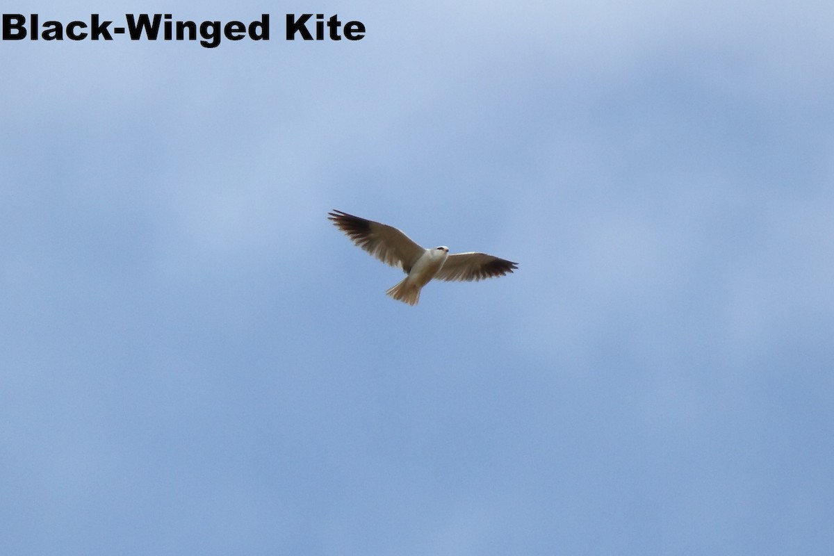 Black-winged Kite - Butch Carter
