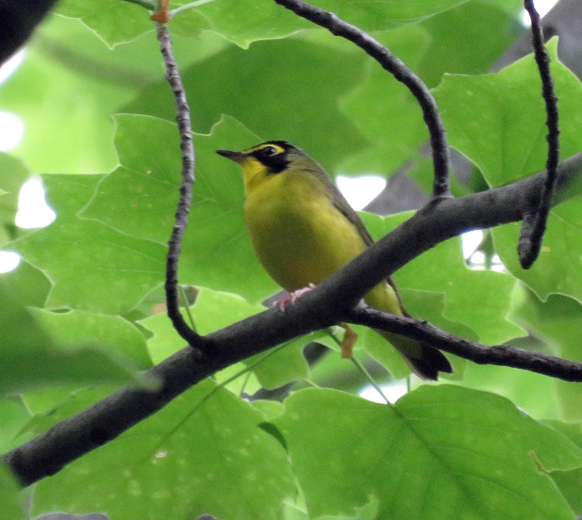 Kentucky Warbler - ML162935281