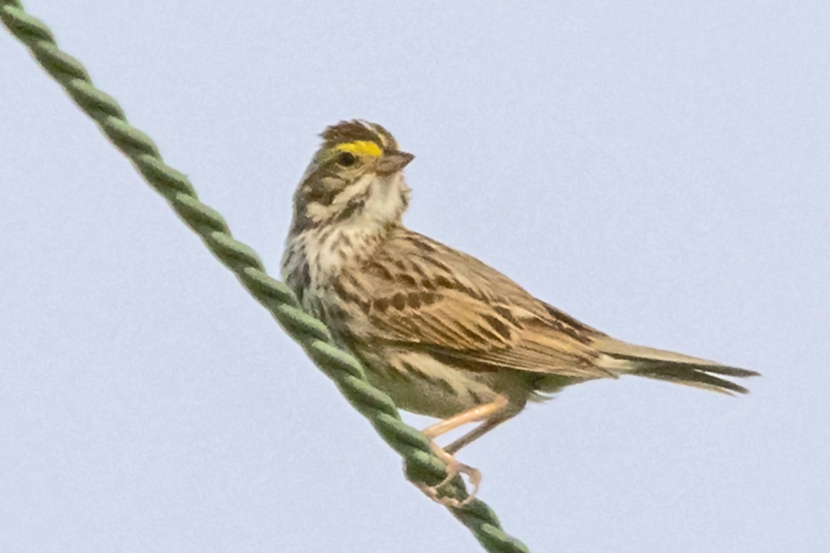 Savannah Sparrow - Bonita Portzline