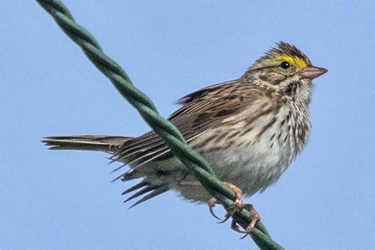 Savannah Sparrow - Bonita Portzline