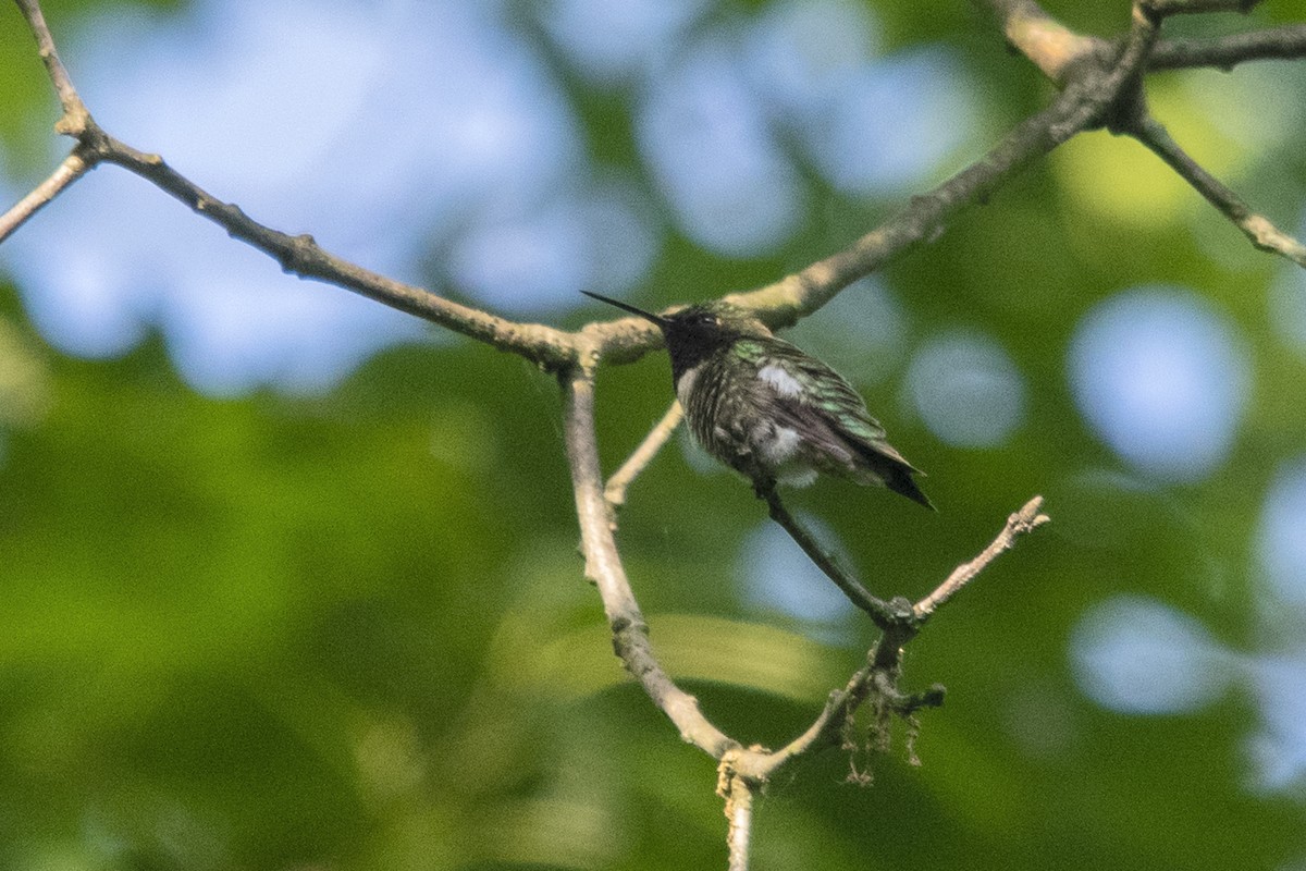 Ruby-throated Hummingbird - Bonita Portzline