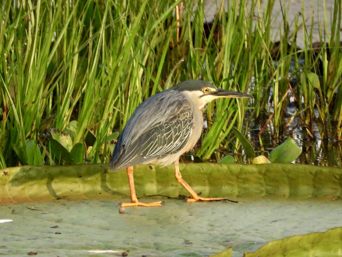 Striated Heron - ML162936921