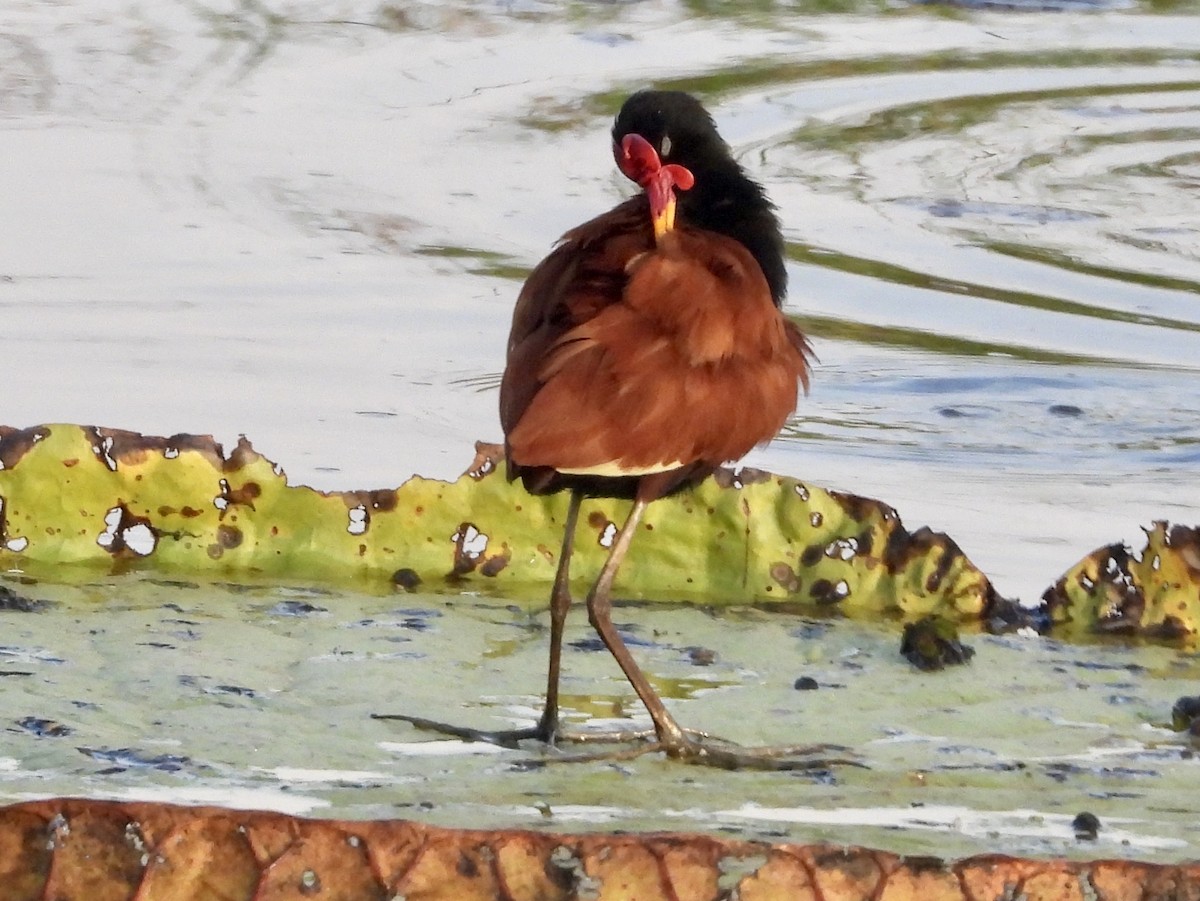 Rotstirn-Blatthühnchen [jacana-Gruppe] - ML162937411