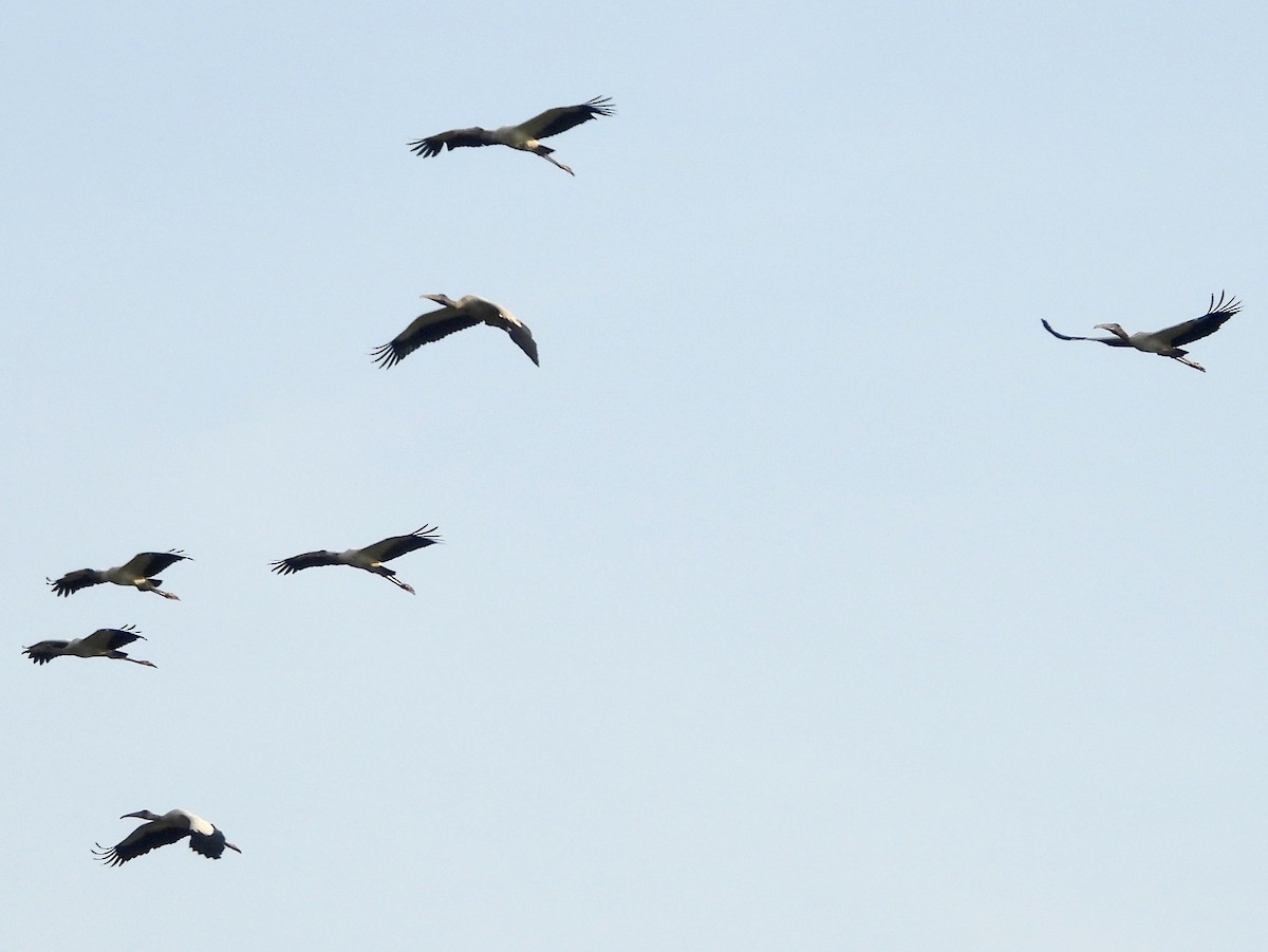 Wood Stork - bob butler