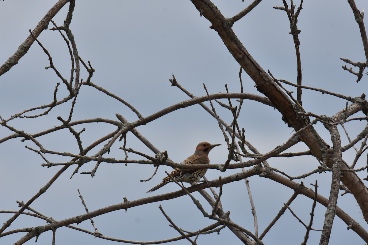 Northern Flicker - ML162938911