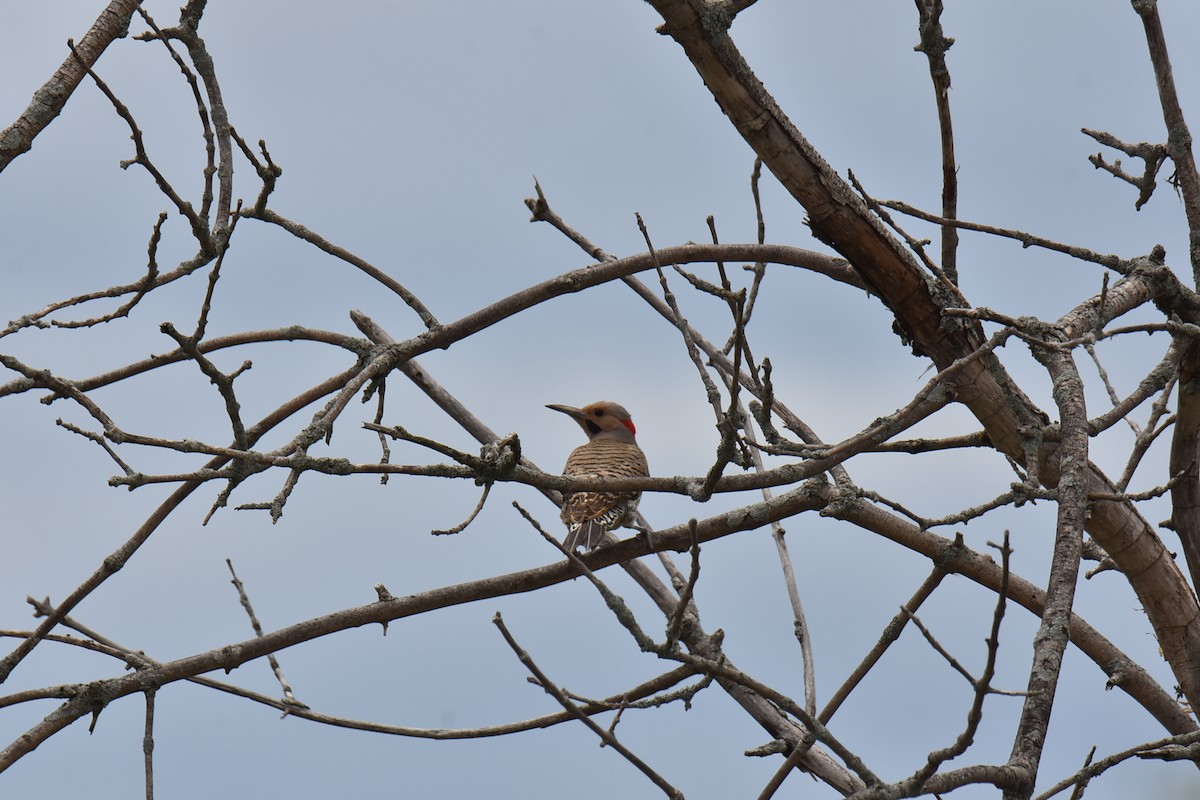 Northern Flicker - ML162938971