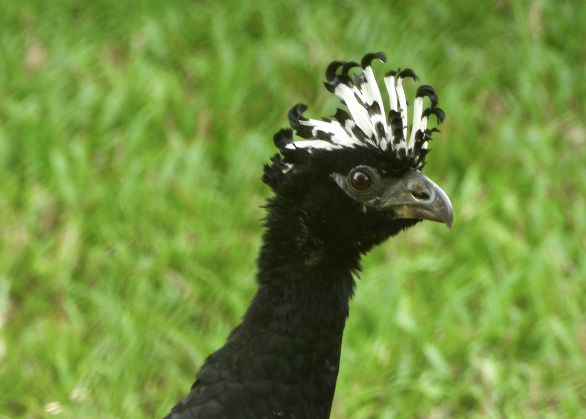 Bare-faced Curassow - ML162939441