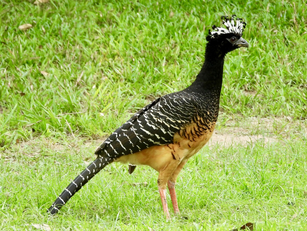 Bare-faced Curassow - ML162939451