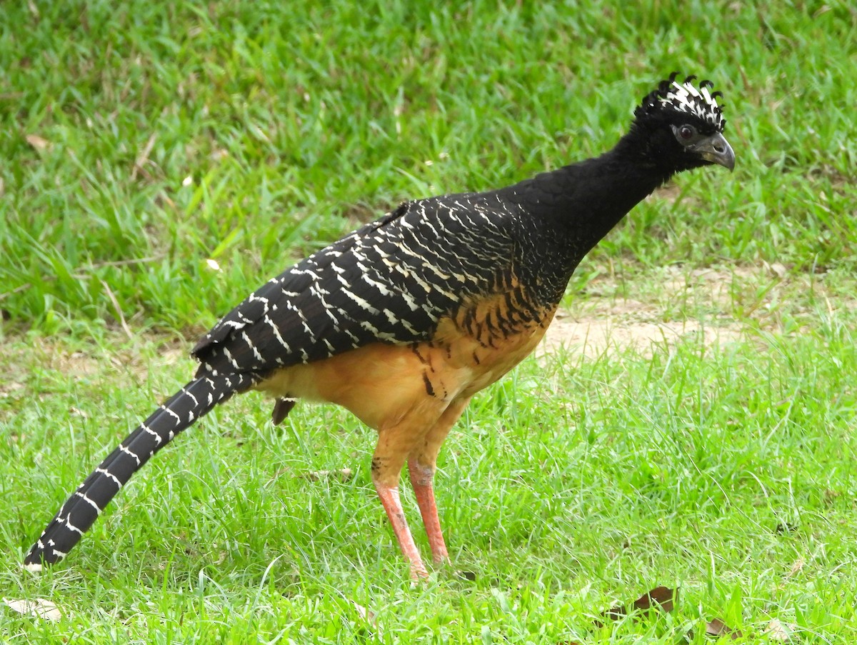 Bare-faced Curassow - ML162939461