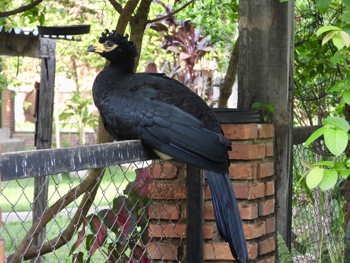 Bare-faced Curassow - ML162939721