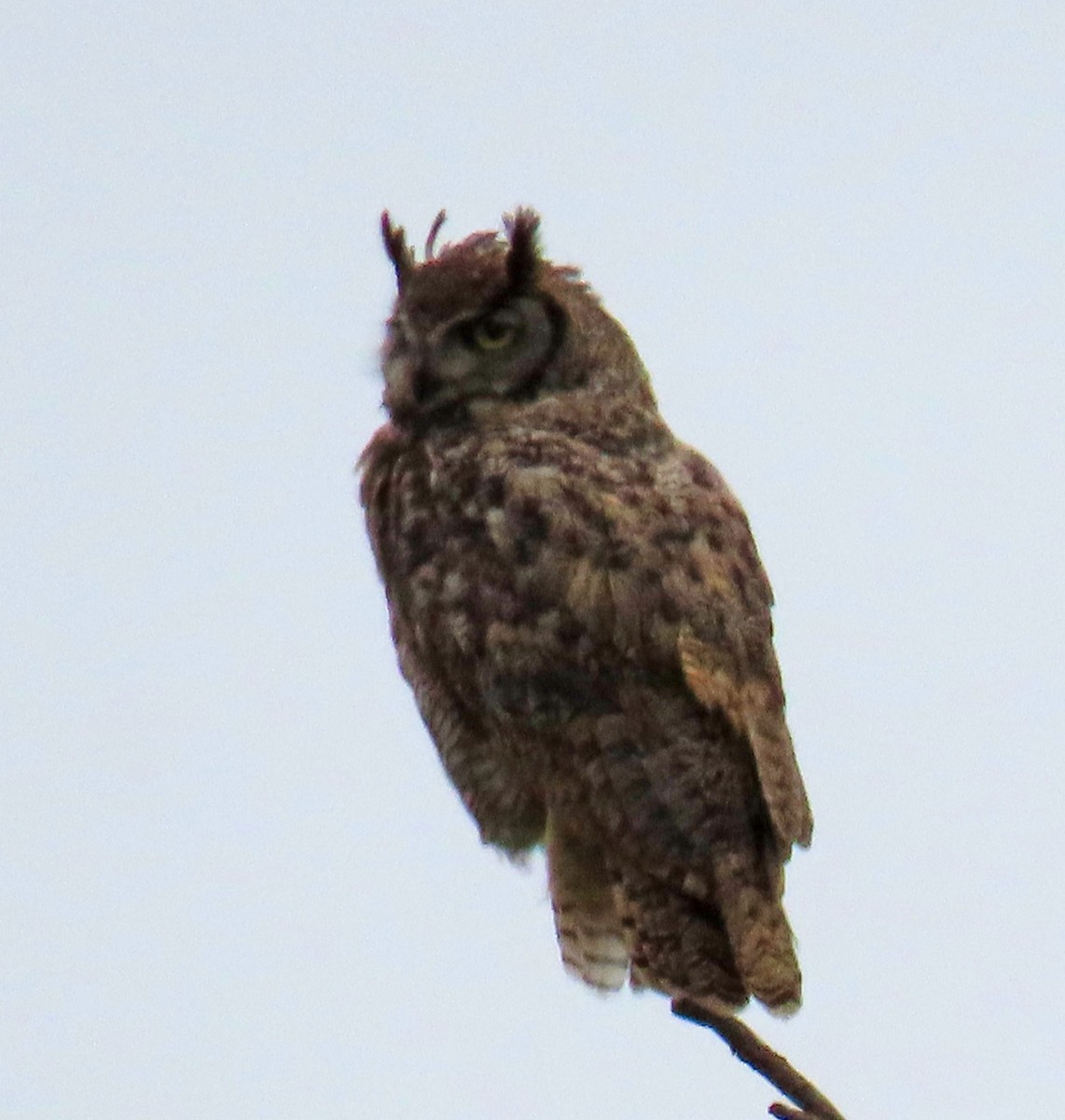 Great Horned Owl - ML162940061