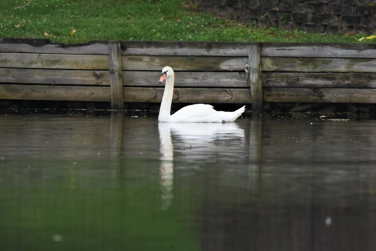 Cygne tuberculé - ML162940501