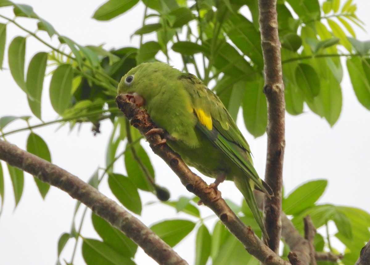 Yellow-chevroned Parakeet - ML162940781