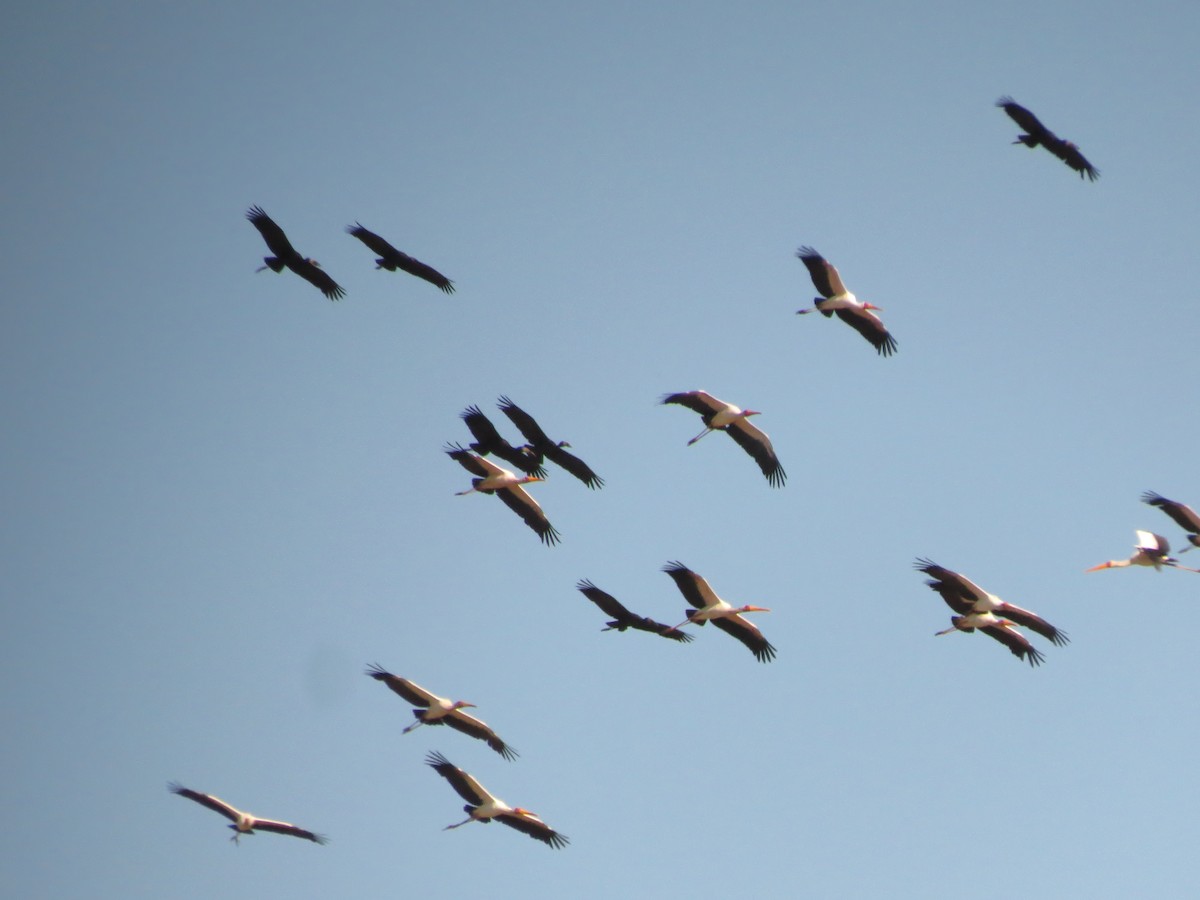 Yellow-billed Stork - ML162940881